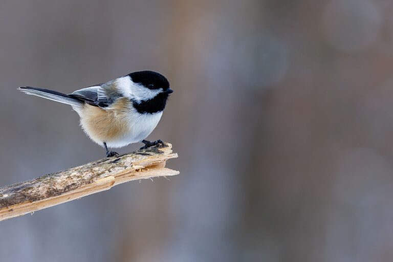 Beginner Tips for Backyard Birdwatching: Getting Started with Joy